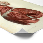 1844 Vintage Anatomie Druckmuskeln Poster (Ecke)