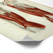 1844 Vintage Anatomie Druckmuskeln Schulter Poster (Ecke)