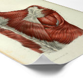 1844 Vintage Anatomie Druckmuskeln Schulter Poster (Ecke)