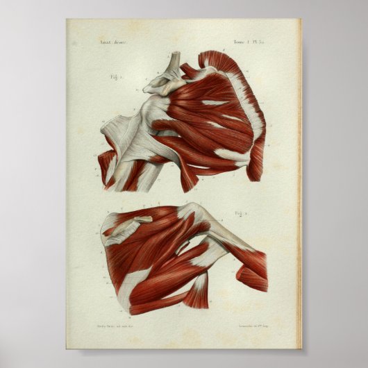 1844 Vintage Anatomie Druckmuskeln Schulter Poster (Vorne)
