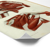 1844 Vintage Anatomie Druckmuskeln Schulter Poster (Ecke)