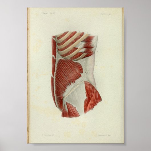 1844 Vintage Anatomie Druckmuskeln Torso Poster (Vorne)