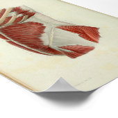 1844 Vintage Anatomie Druckmuskeln Torso Poster (Ecke)