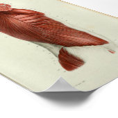 1844 Vintage Anatomie Druckmuskeln Torso Poster (Ecke)