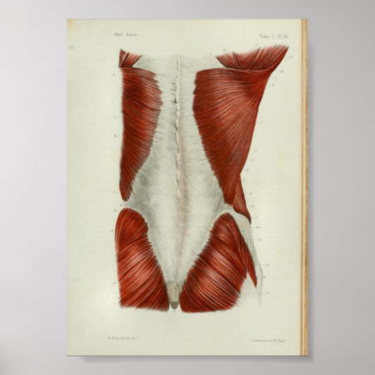 1844 Vintage Anatomie Druckmuskeln zurück Poster (Vorne)
