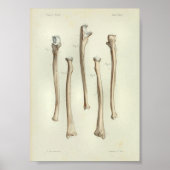 1844 Vintage Anatomie Druckradius Ulna Poster (Vorne)