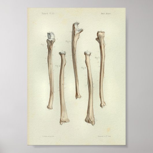 1844 Vintage Anatomie Druckradius Ulna Poster (Vorne)