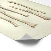 1844 Vintage Anatomie Druckradius Ulna Poster (Ecke)