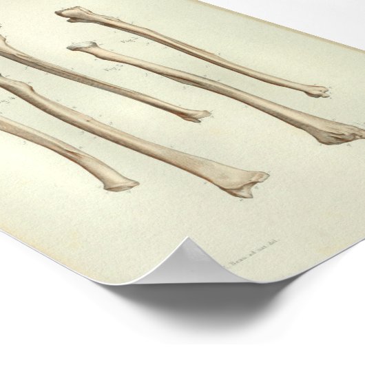 1844 Vintage Anatomie Druckradius Ulna Poster (Ecke)