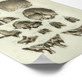 1844 Vintage Anatomie Druckschädel Poster (Ecke)
