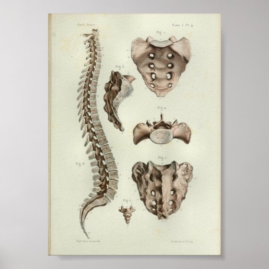 1844 Vintage Anatomie Druckspinalspalte Poster (Vorne)