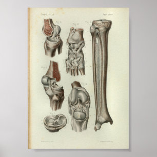 1844 Vintage Anatomie Kniebeutel Poster
