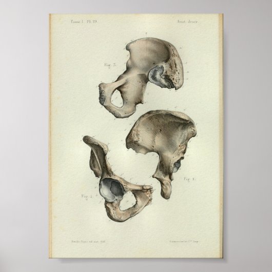 1844 Vintage Anatomie Print Beckenknochen Poster (Vorne)