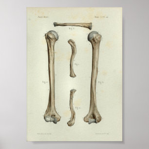 1844 Vintage Anatomie Print Humerus Clavicle Poster