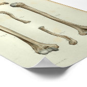 1844 Vintage Anatomie Print Humerus Clavicle Poster (Ecke)
