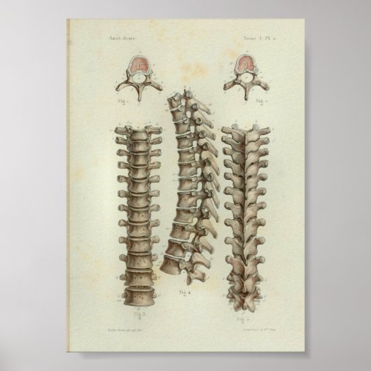 1844 Vintage Anatomie Print Thoracic Spine Poster (Vorne)