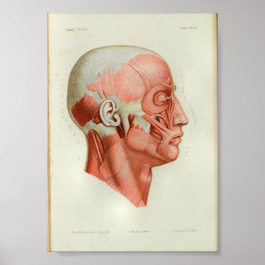 1844 Vintage Anatomy Print Muscles Face Poster (Vorne)