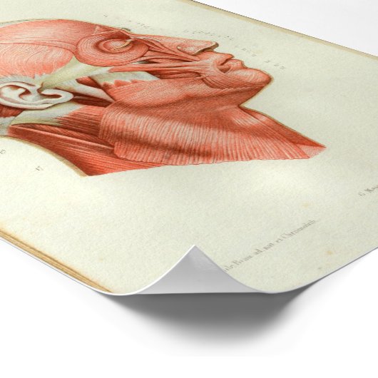 1844 Vintage Anatomy Print Muscles Face Poster (Ecke)