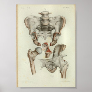 1844 Vintage Anatomy Print Pelvis Hip Poster