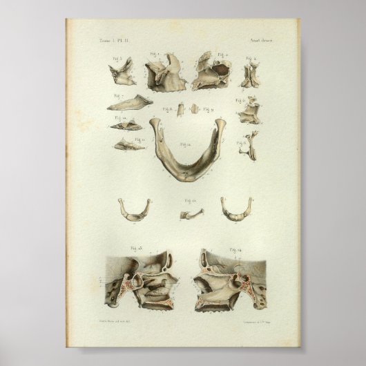 1844 Vintage Anatomy Print Skull Bones Poster (Vorne)