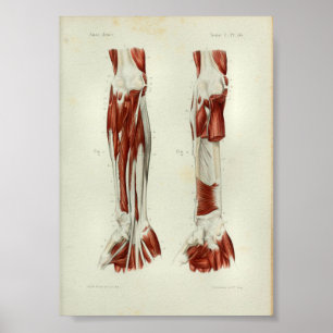 1844 Vintager Anatomie-Druck Muscles Arm Poster