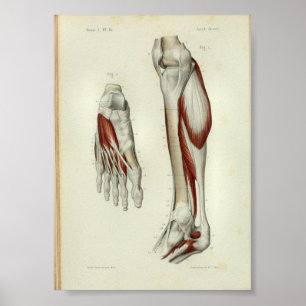 1844 Vintager Anatomie-Druck Muscles Bein Poster
