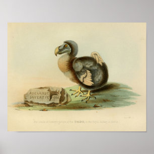 1848 Dodo-Vogel Vintage-Farbdruck Poster