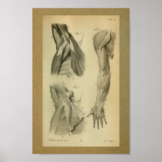 1850 Vintage Anatomie Armmuskeln Poster (Vorne)