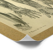 1850 Vintage Anatomie Armmuskeln Poster (Ecke)