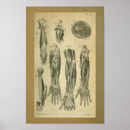 1850 Vintage Anatomie Armmuskeln Poster (Vorne)