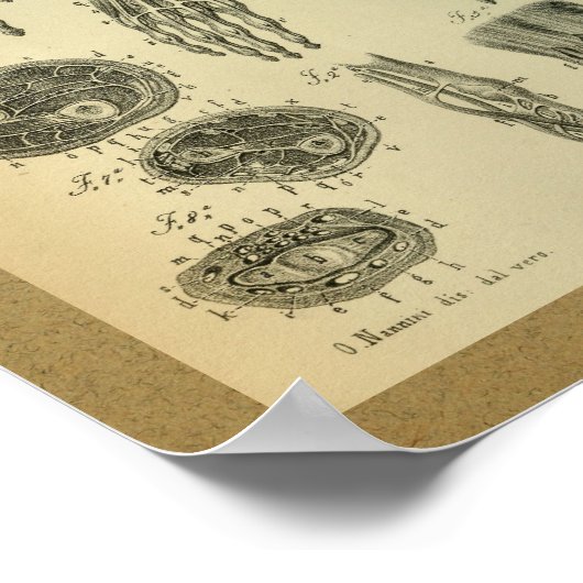 1850 Vintage Anatomie Armmuskeln Poster (Ecke)