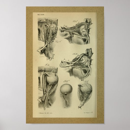 1850 Vintage Anatomie Augenmuskeln Poster (Vorne)