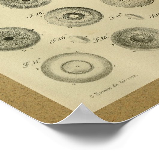 1850 Vintage Anatomie Augenmuskeln Poster (Ecke)