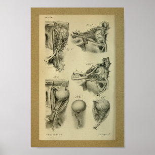 1850 Vintage Anatomie-Druck-Augen-Muskeln Poster