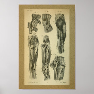 1850 Vintage Anatomie-Druck-Bein-Muskeln Poster