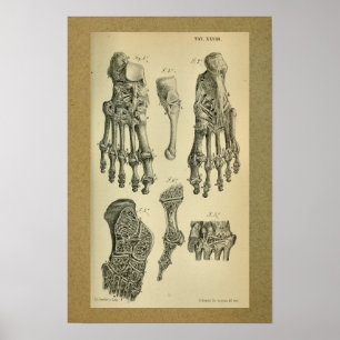1850 Vintage Anatomie Druck Fuß Knöchel Poster