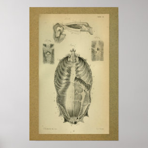 1850 Vintage Anatomie Druck Muskeln Poster