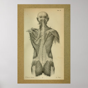 1850 Vintage Anatomie-Druck Rückenmuskeln Poster