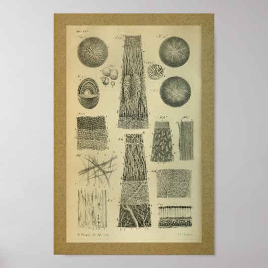 1850 Vintage Anatomie Druckaugenintern Poster (Vorne)