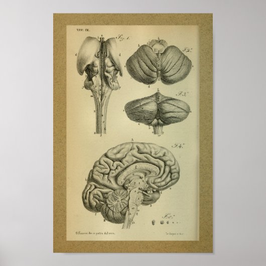 1850 Vintage Anatomie Druckgestänge Poster (Vorne)