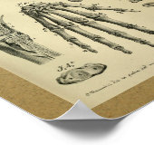 1850 Vintage Anatomie Druckhandknochen Mensch Poster (Ecke)