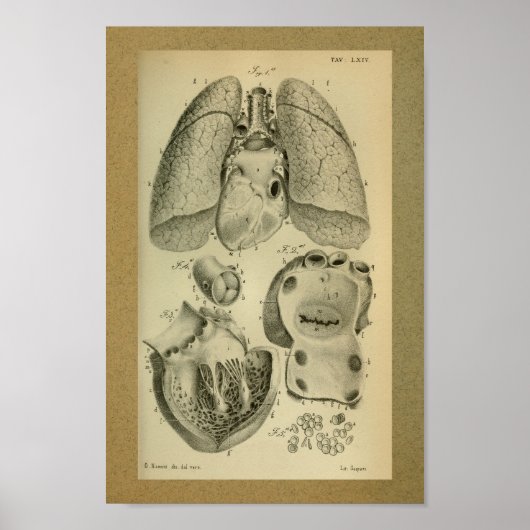 1850 Vintage Anatomie Druckherzlunge Poster (Vorne)