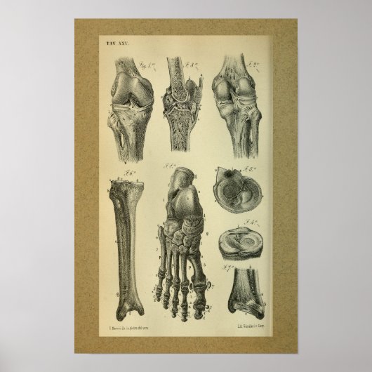 1850 Vintage Anatomie Druckknopf Poster (Vorne)