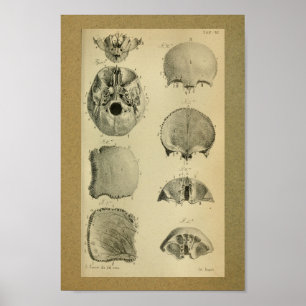 1850 Vintage Anatomie Druckkopf Poster