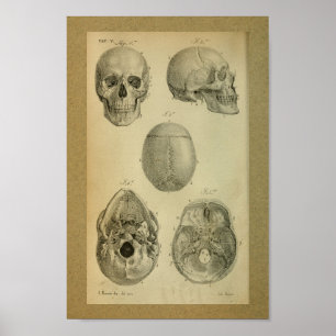1850 Vintage Anatomie Druckkopf Poster