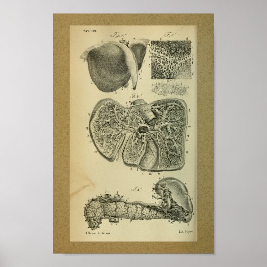 1850 Vintage Anatomie Druckleber Bauchspeicheldrüs Poster (Vorne)