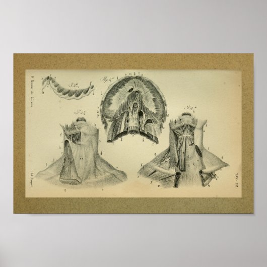 1850 Vintage Anatomie Druckmembranmuskeln Poster (Vorne)