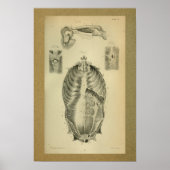 1850 Vintage Anatomie Druckmuskeln Poster (Vorne)