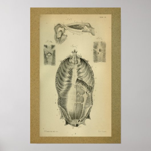 1850 Vintage Anatomie Druckmuskeln Poster (Vorne)