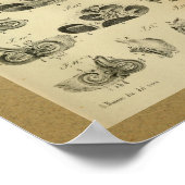 1850 Vintage Anatomie DruckOhreninterne Poster (Ecke)